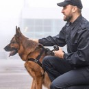Treinador de cães